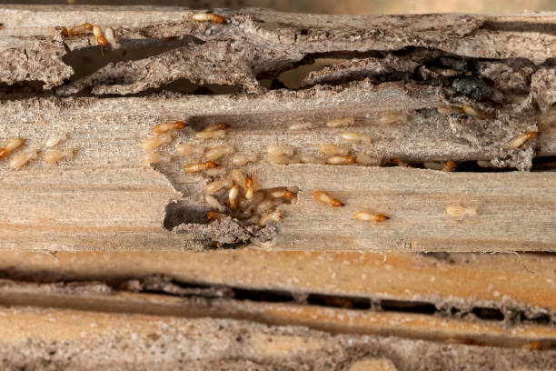 Best Cockroach Control Services  in Roberts, WI